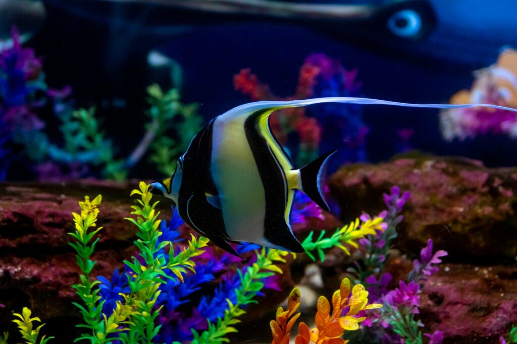 A Moorish Idol Fish in an Aquarium