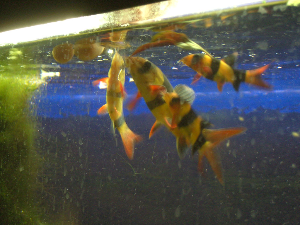 Clown Loaches eating bloodworm