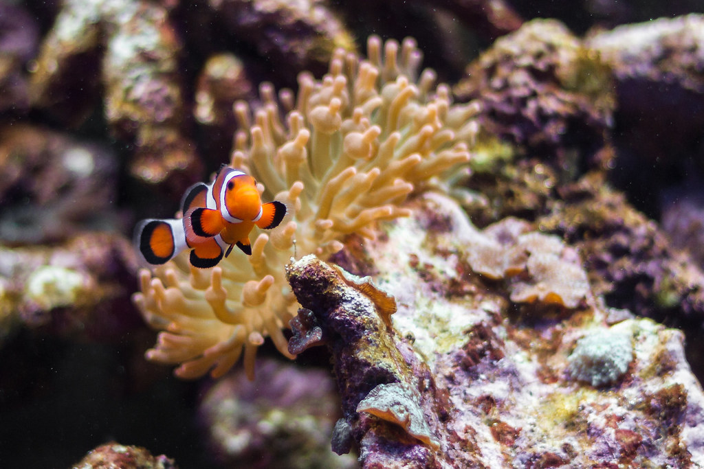 ClownFish & Anemone in a reef tank