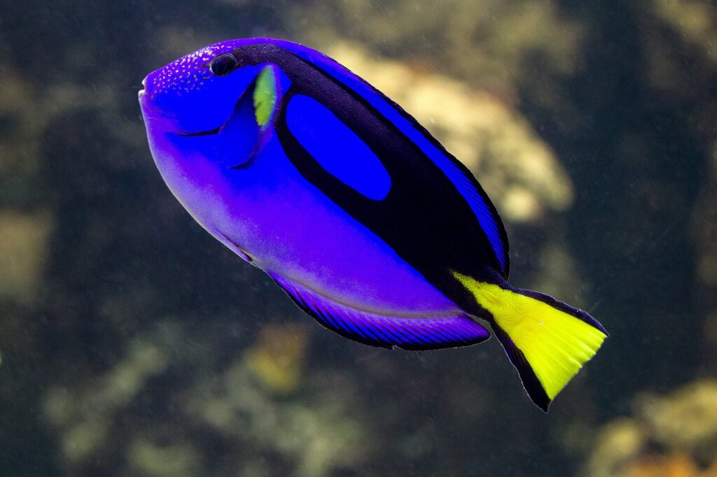 blue tang fish characteristics